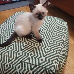 Meet your Posher, Maggie